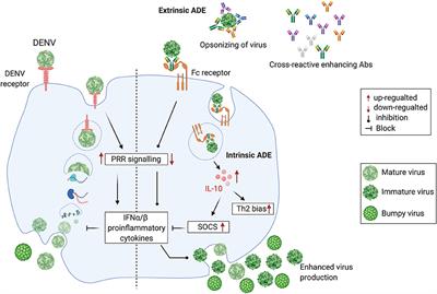 Frontiers | Antibody-Dependent Enhancement: A Challenge For Developing ...